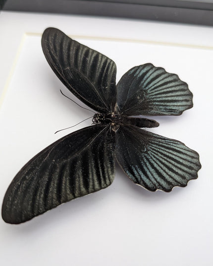 Framed Swallowtail Butterfly Art: Papilio Memnon male, 8x8 Nature Display