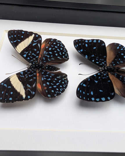 Framed Blue Cracker Butterfly Pair, Mexican Taxidermy Display (7x5)