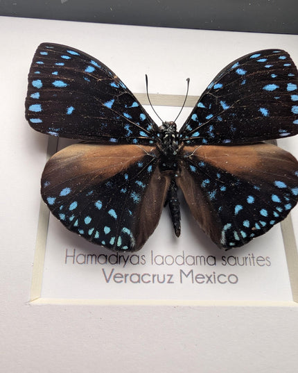 Framed Blue Cracker Butterfly Taxidermy, Entomology Gift (4x4)