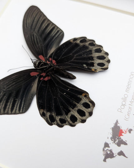 Framed Swallowtail Butterfly Art: Papilio Memnon male ventral view, 8x8 Nature Display
