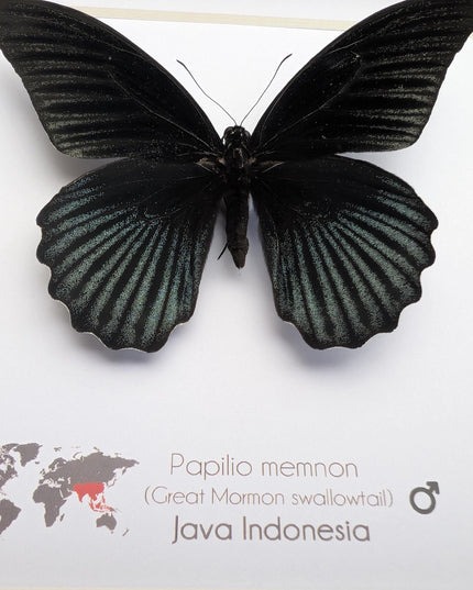 Framed Swallowtail Butterfly Art: Papilio Memnon male, 8x8 Nature Display