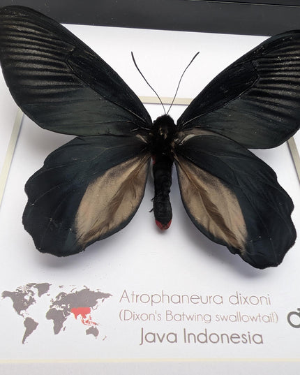 Framed Atrophaneura dixoni, Dixon’s windmill swallowtail Taxidermy, Entomology Wall Art (8x8)