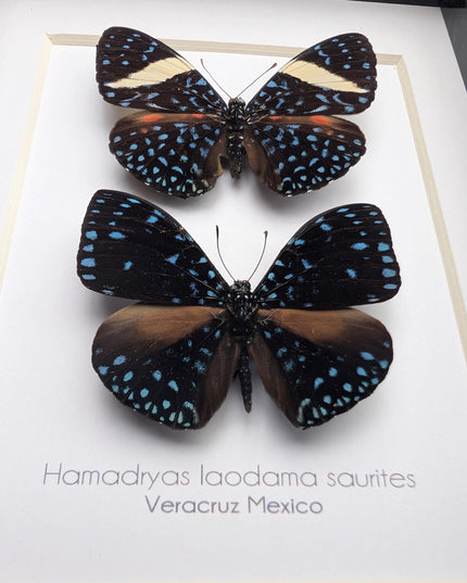 Framed Blue Cracker Butterfly Pair, Mexican Taxidermy Display (7x5)