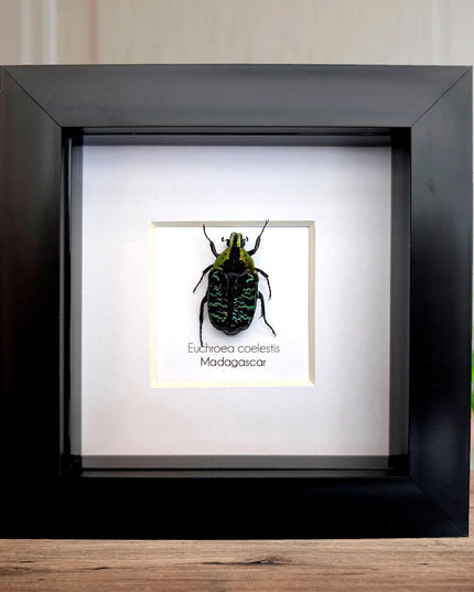 Euchroea coelestis, malagasy green flower beetle from madagascar (endemic), entomology present frame 4"x4"