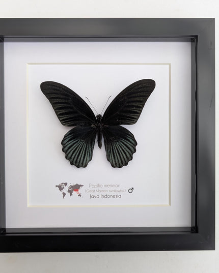 Framed Swallowtail Butterfly Art: Papilio Memnon male, 8x8 Nature Display