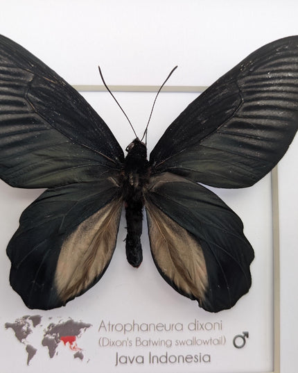 Framed Atrophaneura dixoni, Dixon’s windmill swallowtail Taxidermy, Entomology Wall Art (8x8)