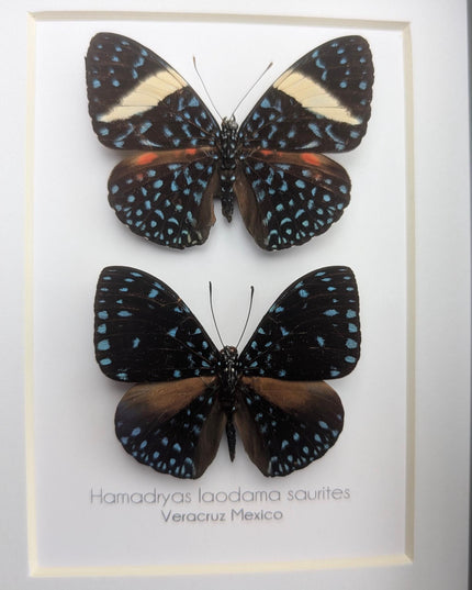 Framed Blue Cracker Butterfly Pair, Mexican Taxidermy Display (7x5)