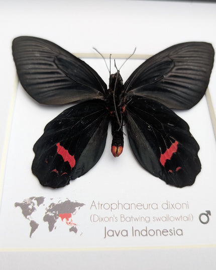 Framed Atrophaneura dixoni, Dixon’s windmill swallowtail Taxidermy, Ventral view Entomology Wall Art (8x8)