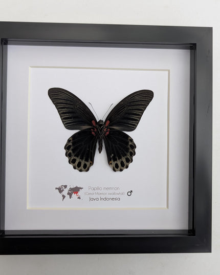 Framed Swallowtail Butterfly Art: Papilio Memnon male ventral view, 8x8 Nature Display