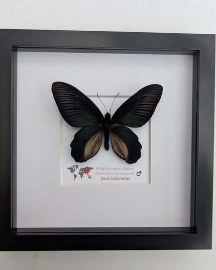 Framed Atrophaneura dixoni, Dixon’s windmill swallowtail Taxidermy, Entomology Wall Art (8x8)