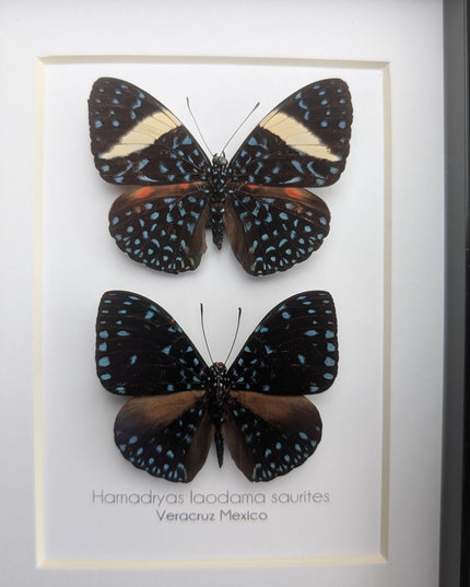 Framed Blue Cracker Butterfly Pair, Mexican Taxidermy Display (7x5)