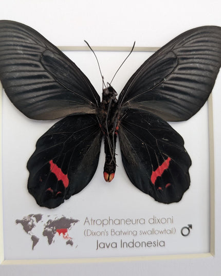 Framed Atrophaneura dixoni, Dixon’s windmill swallowtail Taxidermy, Ventral view Entomology Wall Art (8x8)