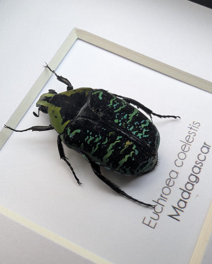 Euchroea coelestis, malagasy green flower beetle from madagascar (endemic), entomology present frame 4"x4"