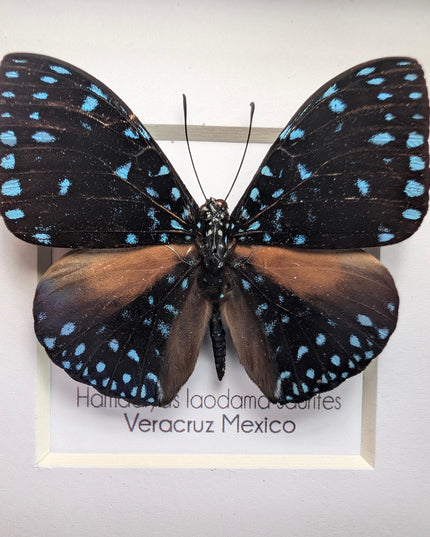Framed Blue Cracker Butterfly Taxidermy, Entomology Gift (4x4)