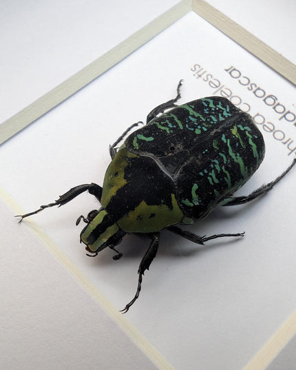 Euchroea coelestis, malagasy green flower beetle from madagascar (endemic), entomology present frame 4"x4"