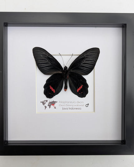 Framed Atrophaneura dixoni, Dixon’s windmill swallowtail Taxidermy, Ventral view Entomology Wall Art (8x8)