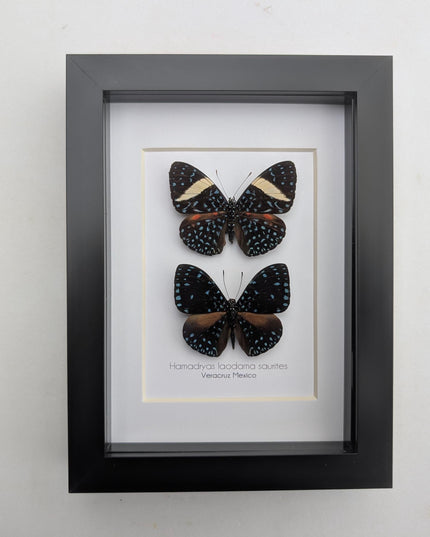 Framed Blue Cracker Butterfly Pair, Mexican Taxidermy Display (7x5)