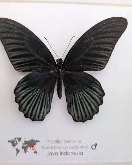 Framed Swallowtail Butterfly Art: Papilio Memnon male, 8x8 Nature Display