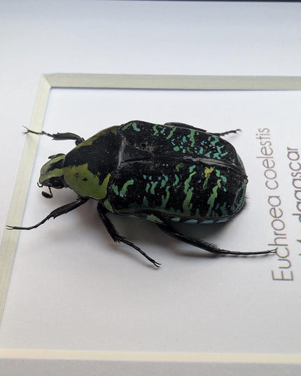 Euchroea coelestis, malagasy green flower beetle from madagascar (endemic), entomology present frame 4"x4"