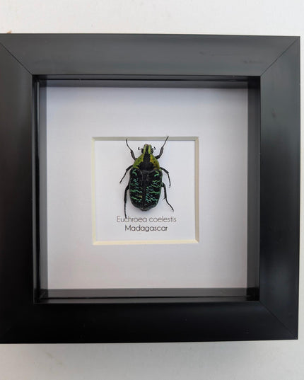 Euchroea coelestis, malagasy green flower beetle from madagascar (endemic), entomology present frame 4"x4"
