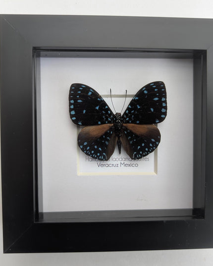 Framed Blue Cracker Butterfly Taxidermy, Entomology Gift (4x4)