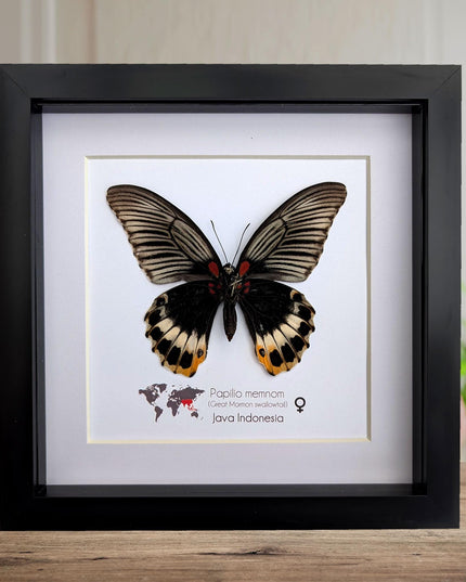 Framed Swallowtail Butterfly Art: Papilio Memnon female, 8x8 Nature Display