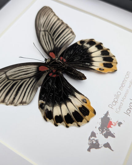 Framed Swallowtail Butterfly Art: Papilio Memnon female, 8x8 Nature Display