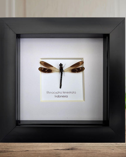 Framed Pink Rock Dragonfly: Rhinocypha fenestrata, indonesia (4x4)