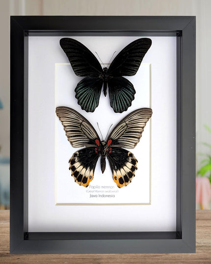 Framed Swallowtail Butterfly Art: Papilio Memnon pair, 8x10 Nature Display