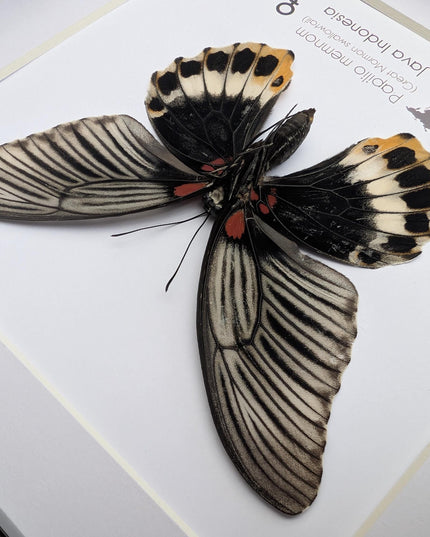 Framed Swallowtail Butterfly Art: Papilio Memnon female, 8x8 Nature Display