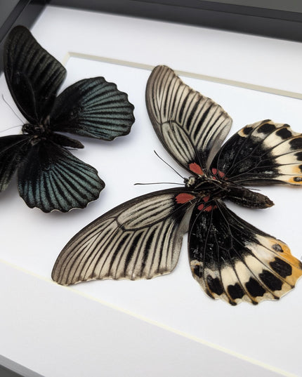 Framed Swallowtail Butterfly Art: Papilio Memnon pair, 8x10 Nature Display