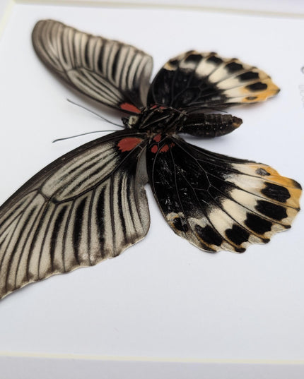 Framed Swallowtail Butterfly Art: Papilio Memnon female, 8x8 Nature Display