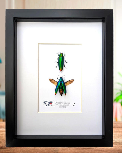 Framed aurora jewel beetle pair: ethically sourced entomology wall decor (8x10)