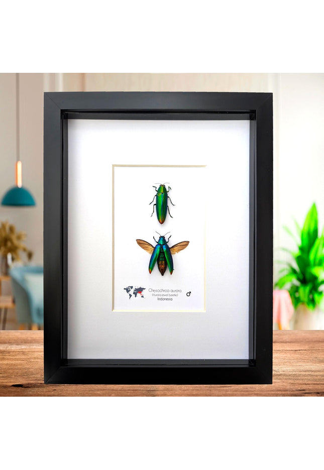 Framed aurora jewel beetle pair: ethically sourced entomology wall decor (8x10)