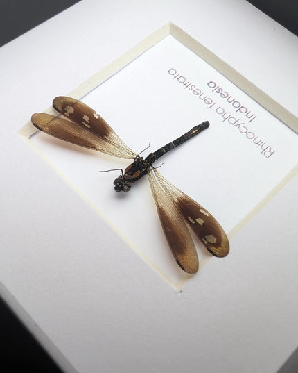 Framed Pink Rock Dragonfly: Rhinocypha fenestrata, indonesia (4x4)