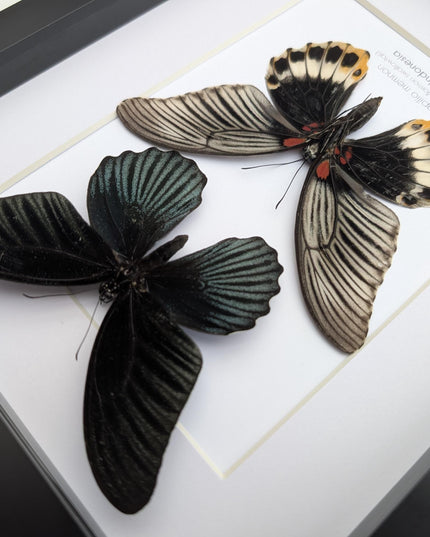 Framed Swallowtail Butterfly Art: Papilio Memnon pair, 8x10 Nature Display