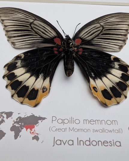 Framed Swallowtail Butterfly Art: Papilio Memnon female, 8x8 Nature Display