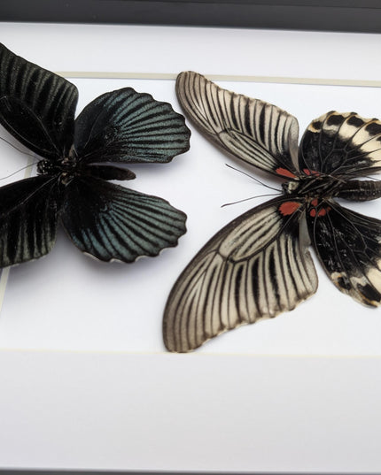 Framed Swallowtail Butterfly Art: Papilio Memnon pair, 8x10 Nature Display