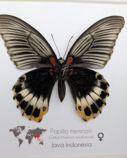 Framed Swallowtail Butterfly Art: Papilio Memnon female, 8x8 Nature Display