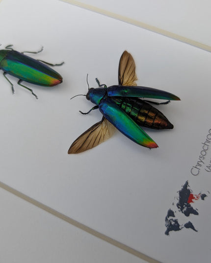 Framed aurora jewel beetle pair: ethically sourced entomology wall decor (8x10)
