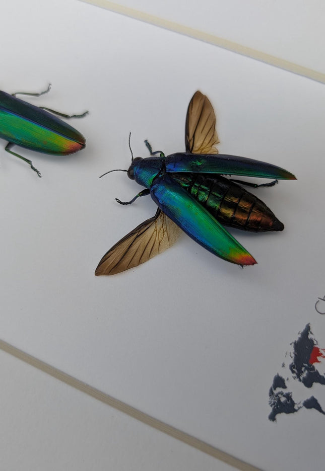 Framed aurora jewel beetle pair: ethically sourced entomology wall decor (8x10)