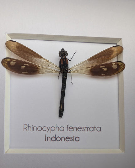 Framed Pink Rock Dragonfly: Rhinocypha fenestrata, indonesia (4x4)