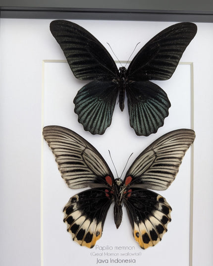 Framed Swallowtail Butterfly Art: Papilio Memnon pair, 8x10 Nature Display
