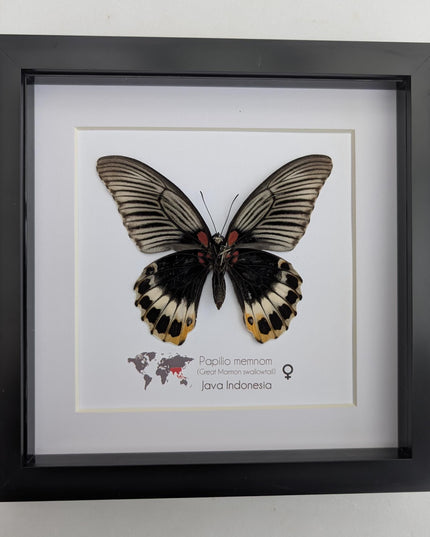 Framed Swallowtail Butterfly Art: Papilio Memnon female, 8x8 Nature Display