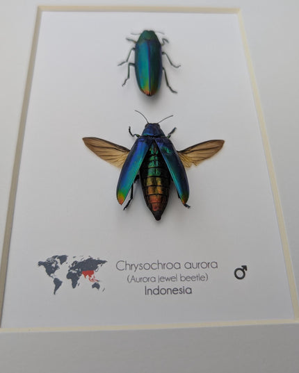 Framed aurora jewel beetle pair: ethically sourced entomology wall decor (8x10)