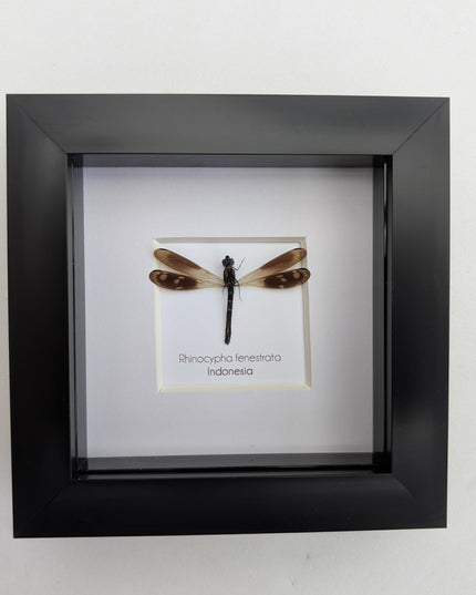 Framed Pink Rock Dragonfly: Rhinocypha fenestrata, indonesia (4x4)