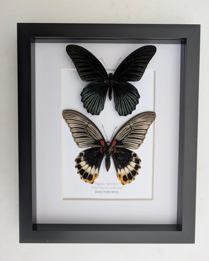 Framed Swallowtail Butterfly Art: Papilio Memnon pair, 8x10 Nature Display