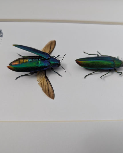 Framed aurora jewel beetle pair: ethically sourced entomology wall decor (8x10)