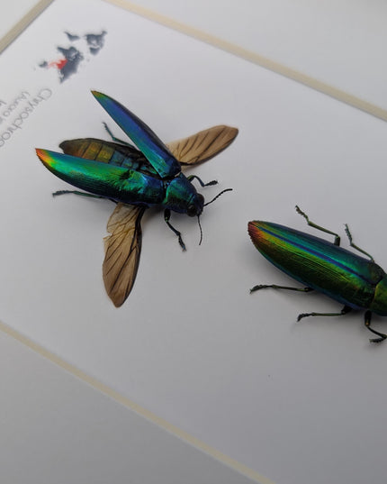 Framed aurora jewel beetle pair: ethically sourced entomology wall decor (8x10)