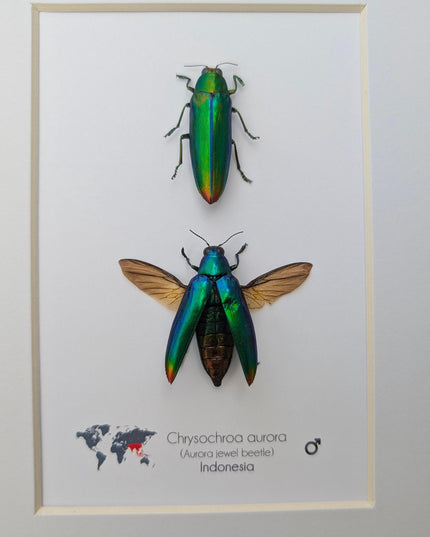 Framed aurora jewel beetle pair: ethically sourced entomology wall decor (8x10)
